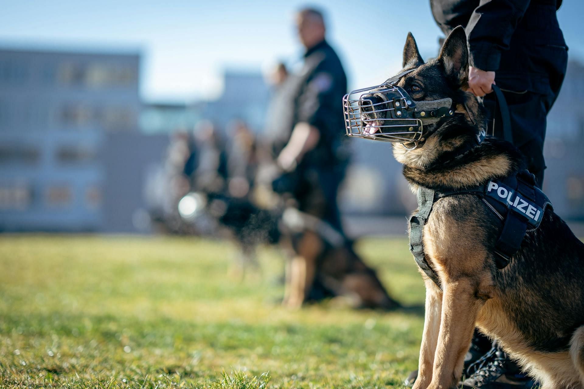Police dogs discovered Mike's body remains buried under plywood sheets and dirt (Image via Pexels)